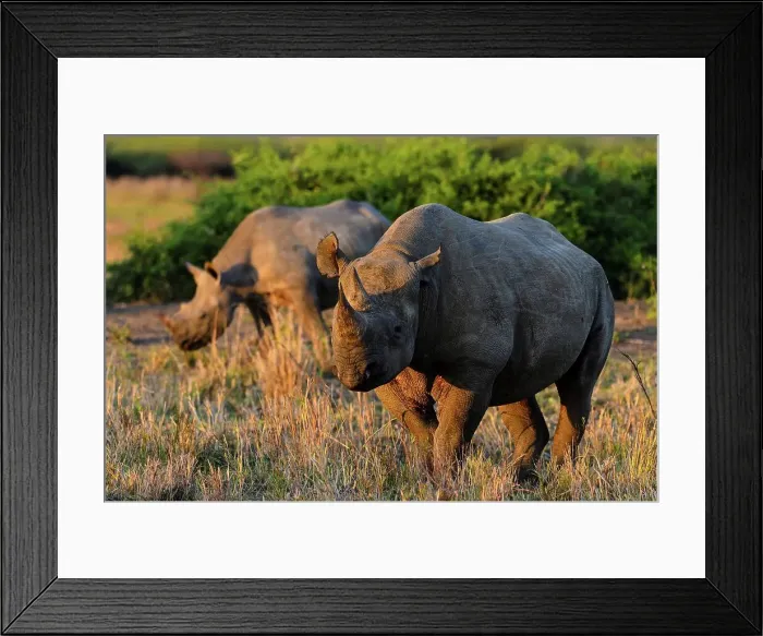 Framed Print : Black rhinoceros (rhino) or hook-lipped rhinoceros (Diceros bicornis) Phinda  /  Munyawana  /  Zuka Game Reserve