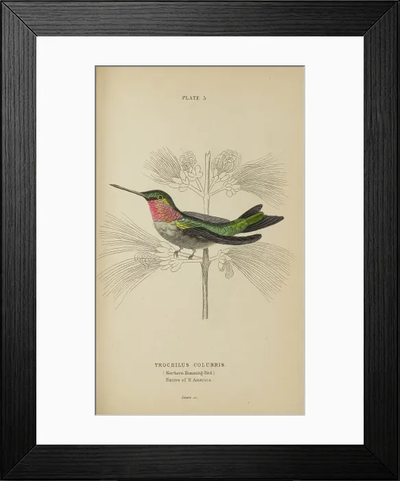 Framed Print : 1835 Antique Art Biology Bird Birds Classification Framed Print : 1835 Antique Art Biology Bird Birds Classification