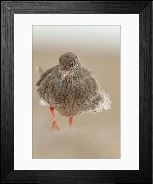 Framed Print : United Kingdom, Norfolk, (common) Redshank (Tringa totanus) searching for food on pebble beach Framed Print : United Kingdom, Norfolk, (common) Redshank (Tringa totanus) searching for food on pebble beach
