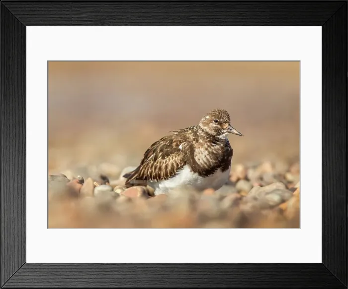 Framed Print : United Kingdom, Norfolk, Turnstone (Arenaria interpres) resting on pebble beach
