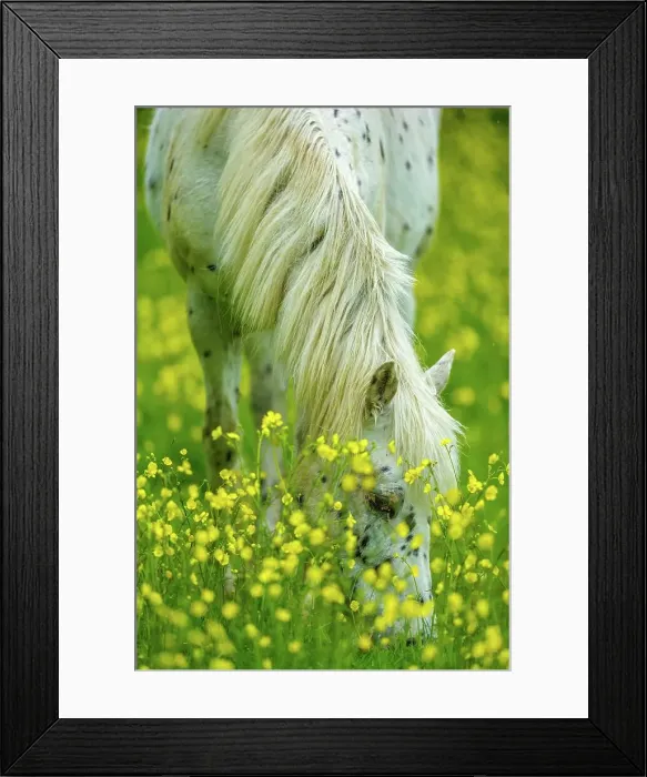 Framed Print : white horse grazing in field of wild flowers