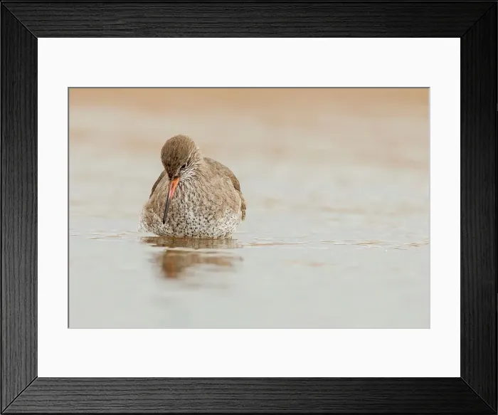 Framed Print : United Kingdom, Norfolk, (Common) Redshank (Tringa totanus) wading through coastal pool