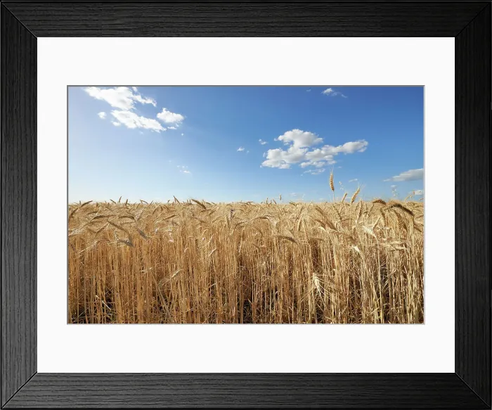 Framed Print : Barley. Close up of Barley growing in field and blue sky above Framed Print : Barley. Close up of Barley growing in field and blue sky above