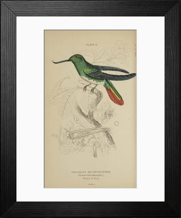 Framed Print : 1835 Antique Art Biology Bird Birds Classification Framed Print : 1835 Antique Art Biology Bird Birds Classification
