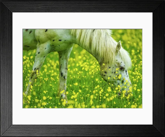 Framed Print : white horse grazing in field of wild flowers Framed Print : white horse grazing in field of wild flowers