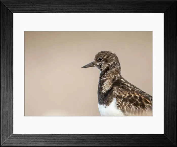 Framed Print : United Kingdom, Norfolk, Turnstone (Arenaria interpres) isolated head shot on pebble beach