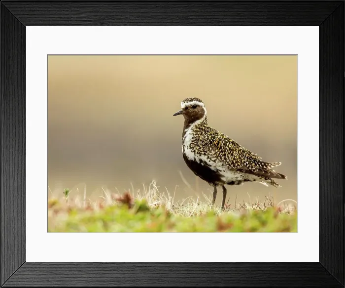 Framed Print : Golden Plover ( Pluvialis apricaria) in summer plumage amongst grass Framed Print : Golden Plover ( Pluvialis apricaria) in summer plumage amongst grass