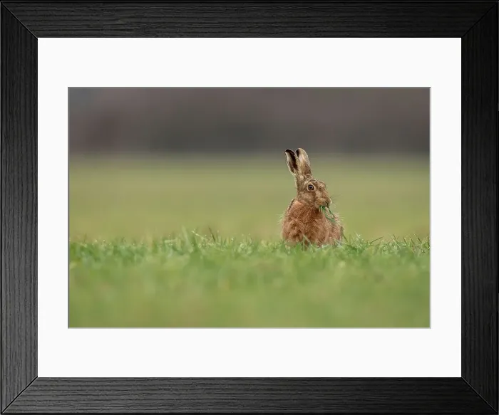Framed Print : United Kingdom, Norfolk, Brown European Hare (Lepus europaeus) eating field crops