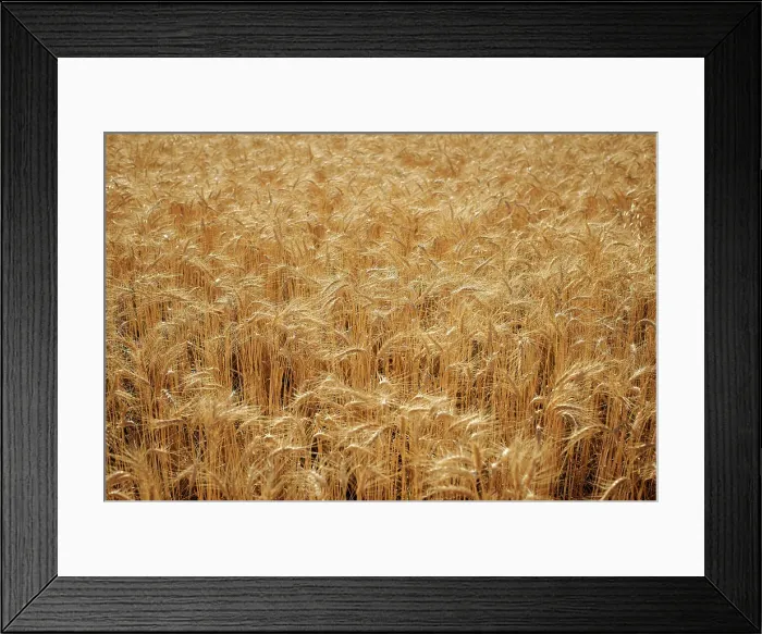 Framed Print : Barley. Close up of barley growing in field Framed Print : Barley. Close up of barley growing in field