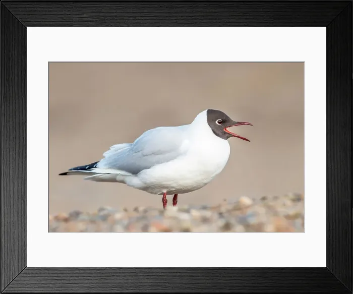 Framed Print : United Kingdom, Norfolk, Black headed Gull (Larus ridibundus) in summer plumage calling with beak open Framed Print : United Kingdom, Norfolk, Black headed Gull (Larus ridibundus) in summer plumage calling with beak open