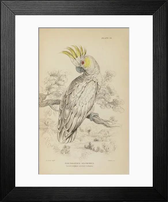 Framed Print : 1835 Antique Art Biology Bird Birds Classification Framed Print : 1835 Antique Art Biology Bird Birds Classification