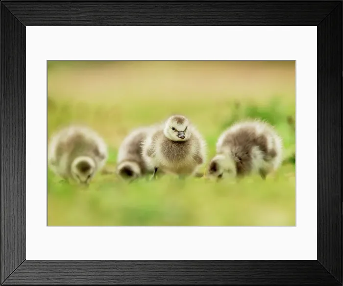 Framed Print : Barnacle Goose Goslings (Branta leucopis) isolated background on grass Framed Print : Barnacle Goose Goslings (Branta leucopis) isolated background on grass