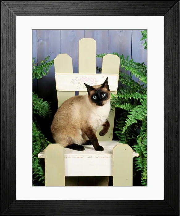 Framed Print : Siamese cat sitting on chair, studio shot
