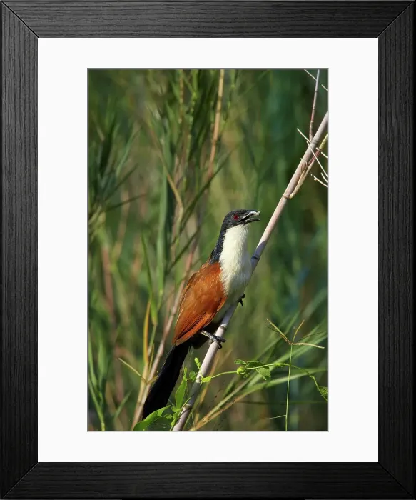 Framed Print : Burchell's Coucal (Centropus burchellii) Framed Print : Burchell's Coucal (Centropus burchellii)