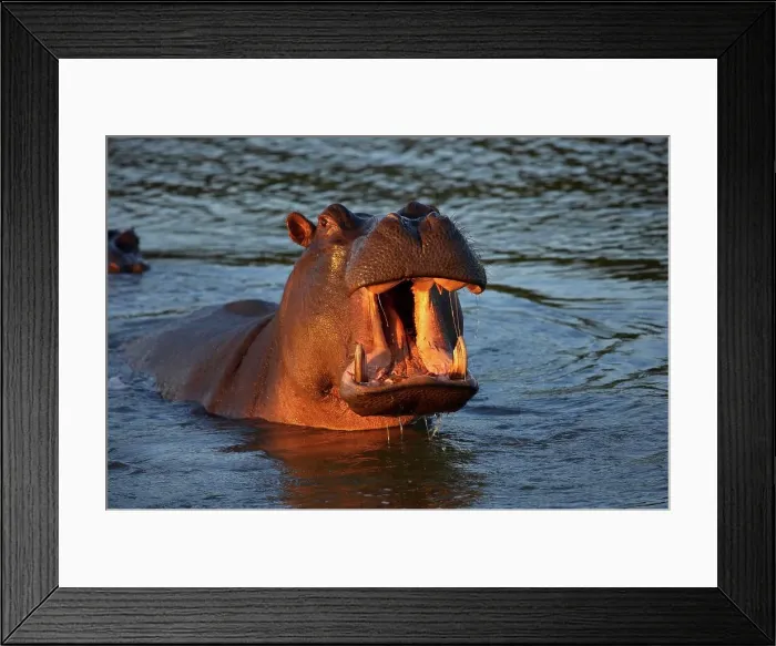 Framed Print : Hippo or Hippopotamus (Hippopotamus amphibious) showing aggression Framed Print : Hippo or Hippopotamus (Hippopotamus amphibious) showing aggression