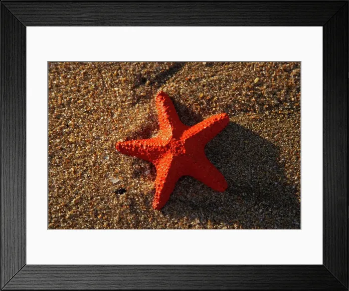 Framed Print : Starfish (plastic) on beach. Umhlanga Framed Print : Starfish (plastic) on beach. Umhlanga
