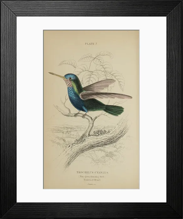 Framed Print : 1835 Antique Art Biology Bird Birds Classification Framed Print : 1835 Antique Art Biology Bird Birds Classification