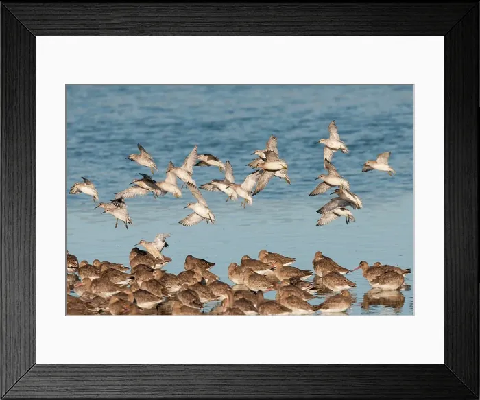 Framed Print : United Kingdom, England, Norfolk Framed Print : United Kingdom, England, Norfolk