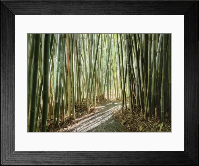 Framed Print : Bamboo. Path leading through bamboo tunnel Framed Print : Bamboo. Path leading through bamboo tunnel
