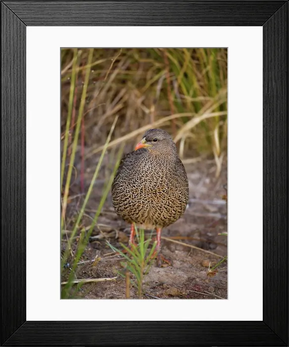 Framed Print : Natal Francolin (Francolinus natalensis) Framed Print : Natal Francolin (Francolinus natalensis)