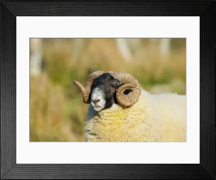 Framed Print : United Kingdom, Scotland, Aberdeenshire