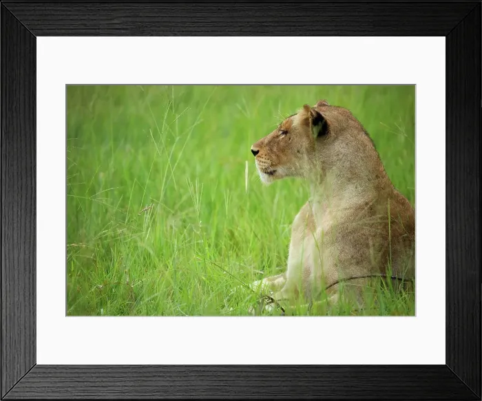 Framed Print : Lioness (Panthera leo). MalaMala Game Reserve Framed Print : Lioness (Panthera leo). MalaMala Game Reserve