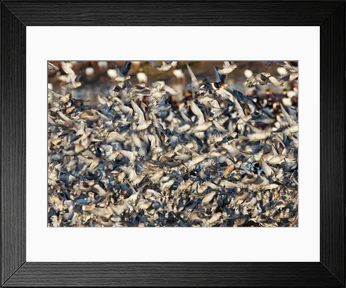Framed Print : United Kingdom, England, Norfolk Framed Print : United Kingdom, England, Norfolk