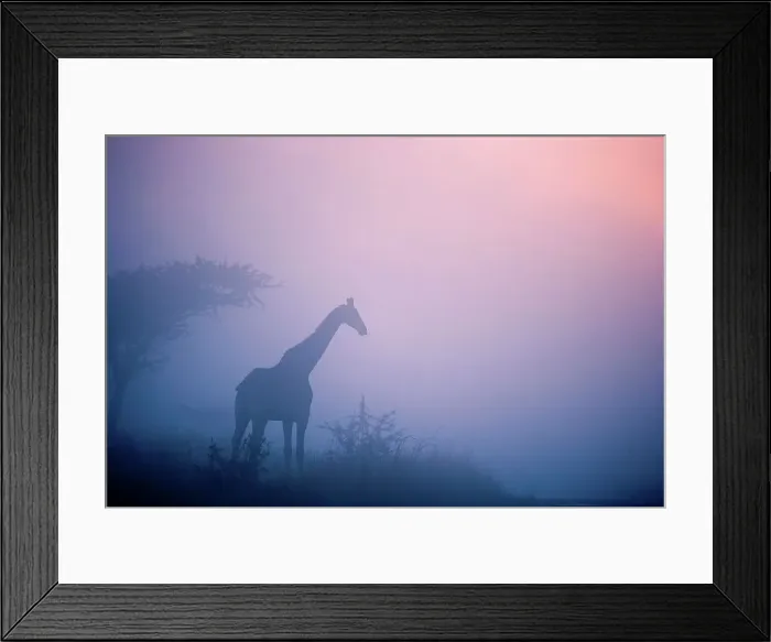 Framed Print : Giraffe Giraffa Camelopardalis} Framed Print : Giraffe Giraffa Camelopardalis}