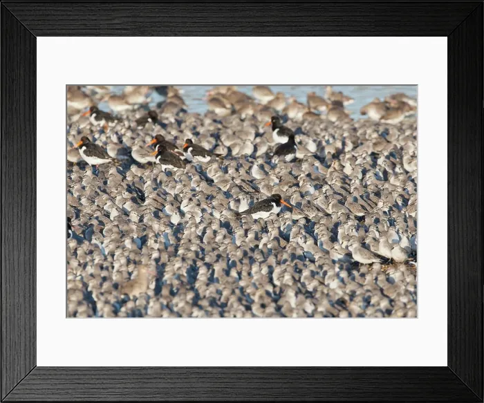 Framed Print : United Kingdom, England, Norfolk Framed Print : United Kingdom, England, Norfolk