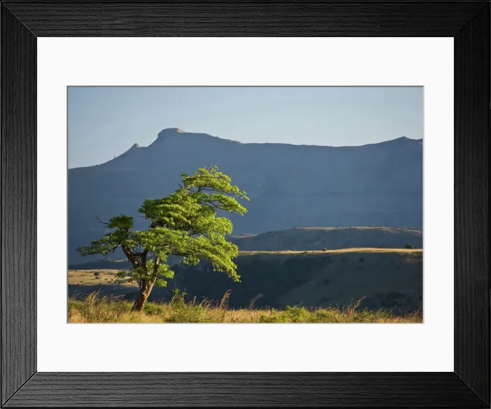 Framed Print : Itala Game Reserve. KwaZulu Natal. South Africa Framed Print : Itala Game Reserve. KwaZulu Natal. South Africa