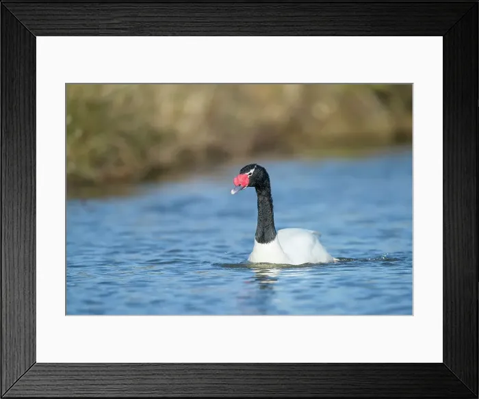 Framed Print : United Kingdom, Norfolk, Black-necked Swan (Cugnus melancoryphus) swimming