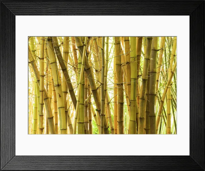 Framed Print : Bamboo. Close up of mature giant bamboo canes Framed Print : Bamboo. Close up of mature giant bamboo canes