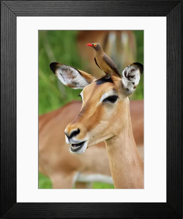 Framed Print : Impala Aepyceros malampus} with Redbilled Oxpecker (Buphagus erythrorhynchus) Framed Print : Impala Aepyceros malampus} with Redbilled Oxpecker (Buphagus erythrorhynchus)