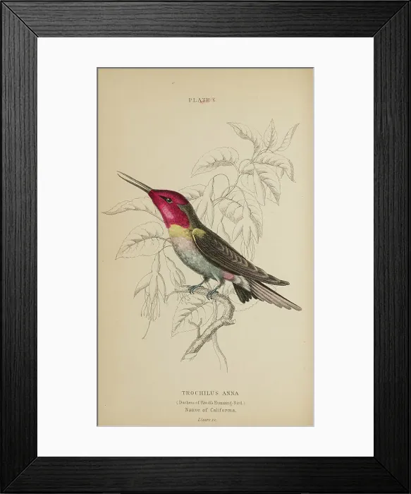 Framed Print : 1835 Antique Art Biology Bird Birds Classification Framed Print : 1835 Antique Art Biology Bird Birds Classification