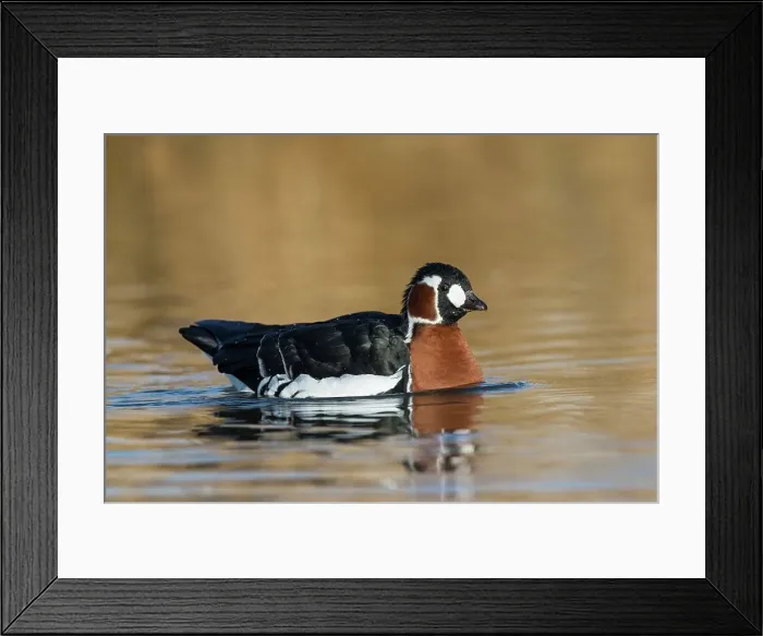 Framed Print : United Kingdom, Norfolk, Red-breasted Goose (Branta rufocollis) swimming in lake