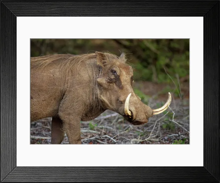 Framed Print : Warthog (Phacochoerus aethiopicus) Framed Print : Warthog (Phacochoerus aethiopicus)