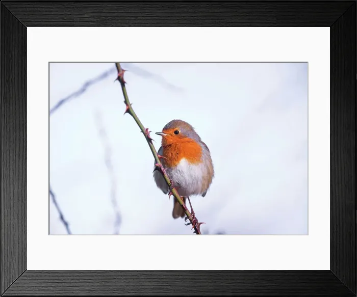 Framed Print : United Kingdom, Norfolk, Robin (Erithacus rubecula) adult perched on briar branch