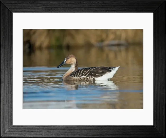 Framed Print : United Kingdom, Norfolk, Swan Goose (Ansercygnoides) swimming