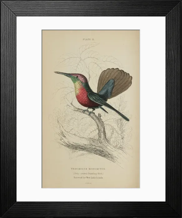 Framed Print : 1835 Antique Art Biology Bird Birds Classification