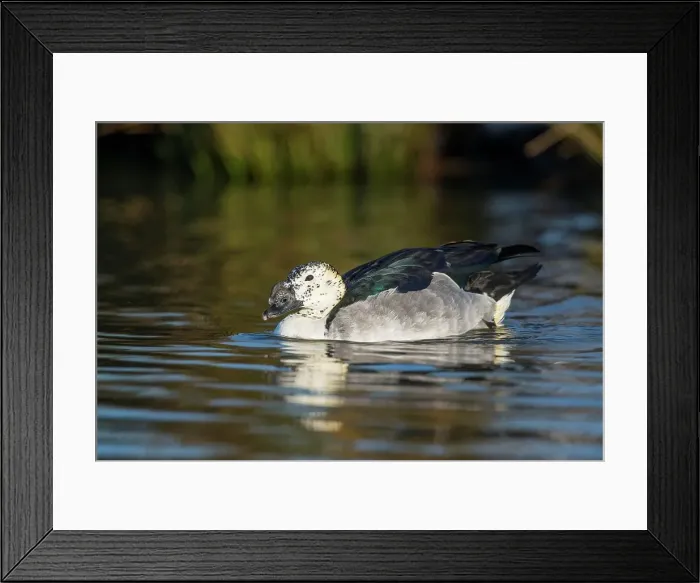 Framed Print : United Kingdom, Norfolk, Knob-billed Duck or comb duck (Sarkidiornis melanotos) male (captive) Framed Print : United Kingdom, Norfolk, Knob-billed Duck or comb duck (Sarkidiornis melanotos) male (captive)