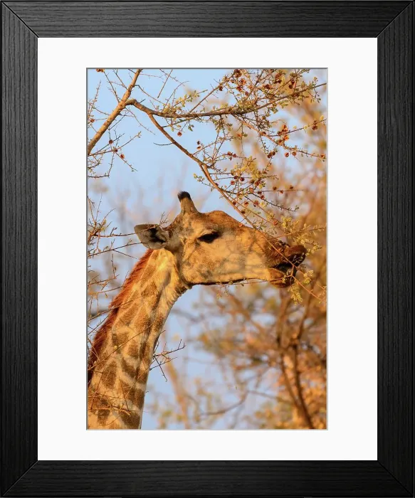 Framed Print : Giraffe (Giraffa camelopardalis) feeding Framed Print : Giraffe (Giraffa camelopardalis) feeding