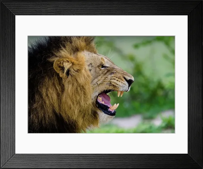 Framed Print : Lion (Panthera leo) showing a flehmen response Framed Print : Lion (Panthera leo) showing a flehmen response