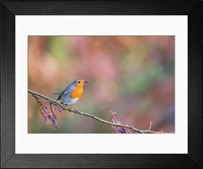 Framed Print : United Kingdom, Norfolk, Robin (Erithacus rubecula) adult perched on branch Framed Print : United Kingdom, Norfolk, Robin (Erithacus rubecula) adult perched on branch