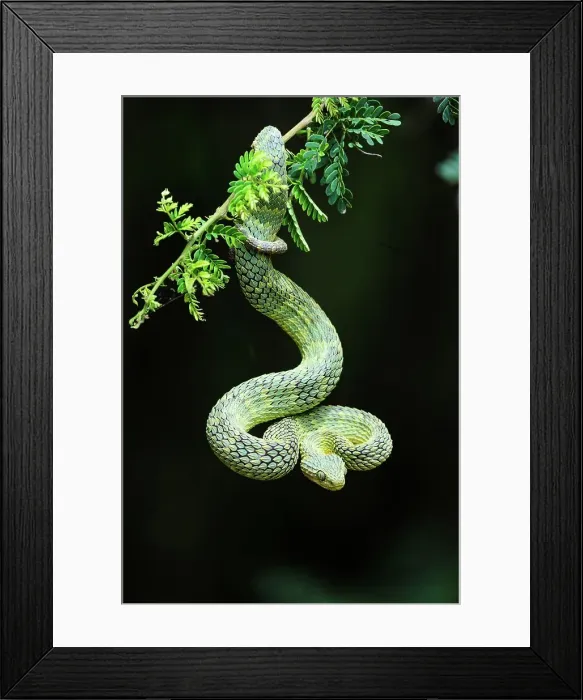 Framed Print : KwaZulu Natal. South Africa