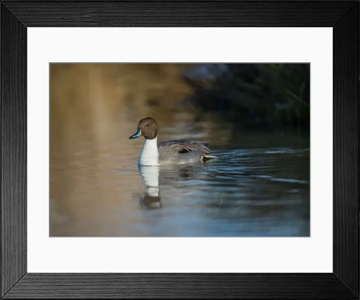 Framed Print : United Kingdom, Norfolk, Pintail (Anas acuta) swimming