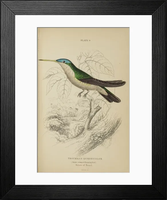 Framed Print : 1835 Antique Art Biology Bird Birds Classification Framed Print : 1835 Antique Art Biology Bird Birds Classification