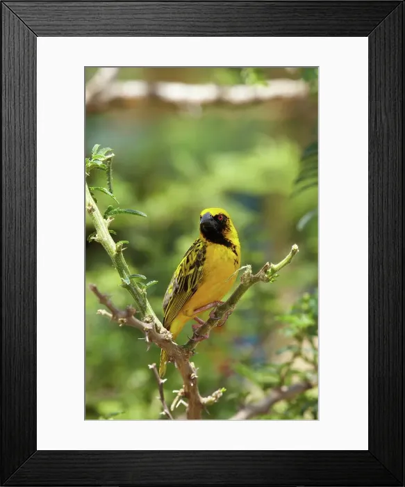 Framed Print : Spottedbacked Weaver (Ploceus cucullatus) Framed Print : Spottedbacked Weaver (Ploceus cucullatus)