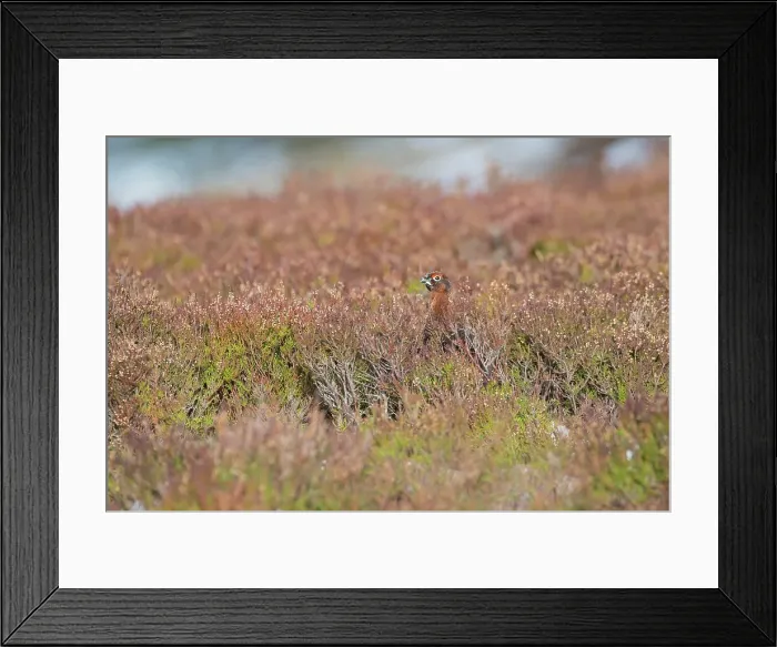 Framed Print : United Kingdom, Scotland, Grampian Mountains