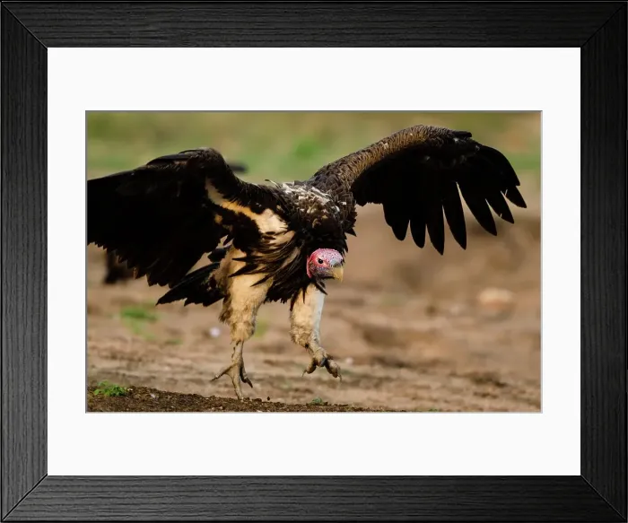 Framed Print : Lappet-faced Vulture or Nubian Vulture (Torgos tracheliotos)