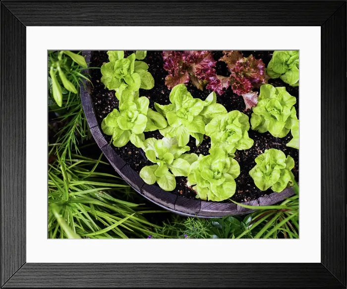 Framed Print : Young lettuce plants Framed Print : Young lettuce plants